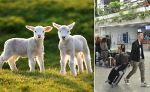 Državljanin Katara iz BiH pokušao iznijeti dva jagnjeta: Pao na carinskom pregledu